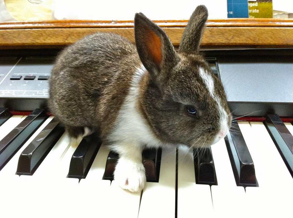 Bunny on the Keys by Charles Van Deursen