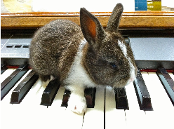 Bunny on the Keys by Charles Van Deursen